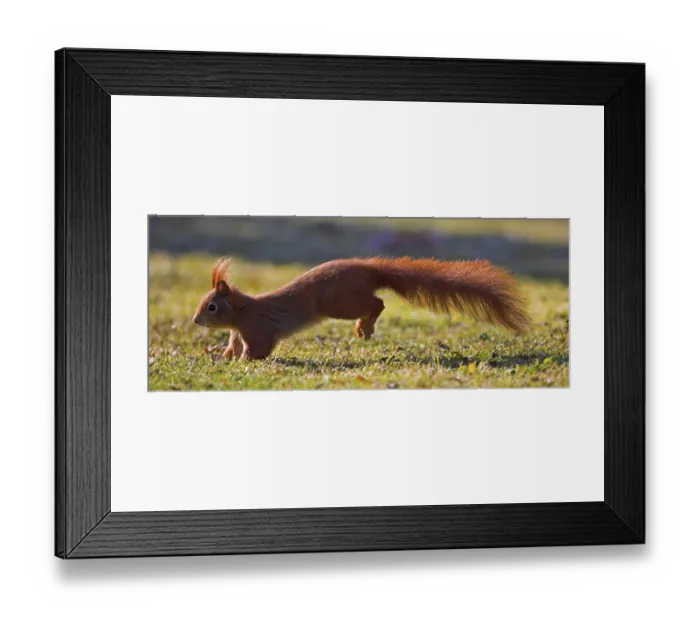 Framed Print : Eurasian red squirrel (Sciurus vulgaris) Framed Print : Eurasian red squirrel (Sciurus vulgaris)