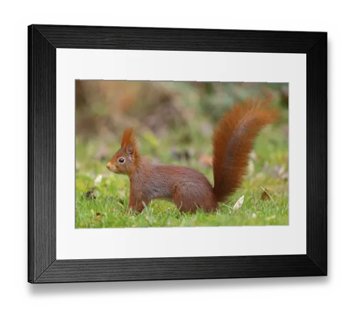 Framed Print : Eurasian red squirrel (Sciurus vulgaris) Framed Print : Eurasian red squirrel (Sciurus vulgaris)