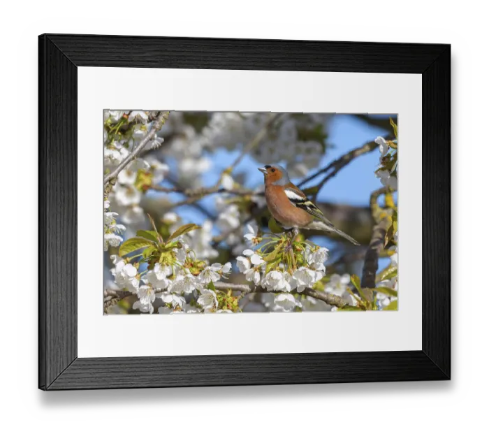 Framed Print : Common chaffinch (Fringilla coelebs)