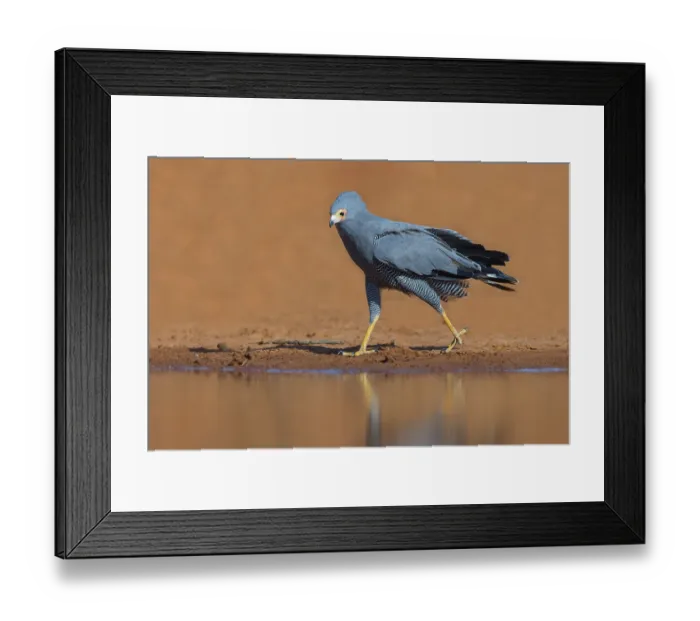 Framed Print : Cave harrier, Polyboroides typus) Framed Print : Cave harrier, Polyboroides typus)