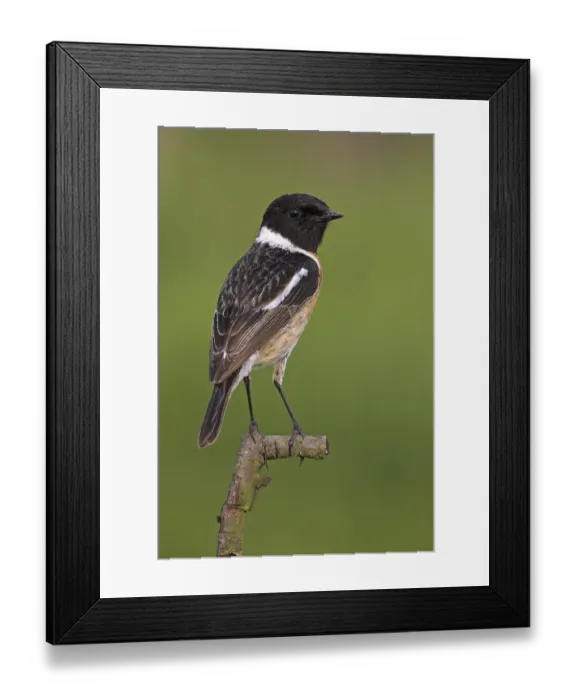 Framed Print : Stonechat, (Saxicola torquata)