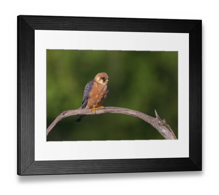 Framed Print : Red-footed Falcon, (Falco vespertinu)