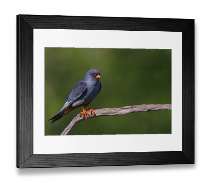 Framed Print : Red-footed Falcon, (Falco vespertinu) Framed Print : Red-footed Falcon, (Falco vespertinu)