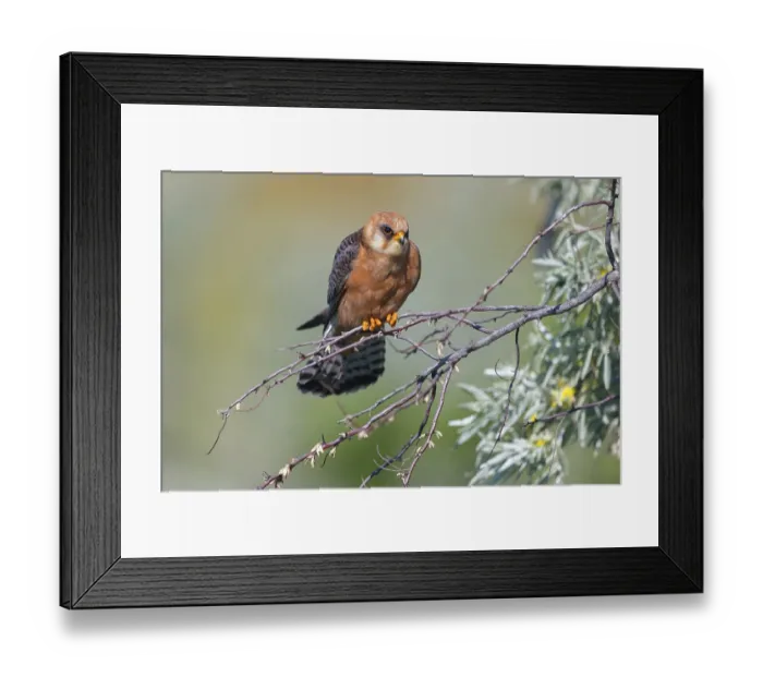 Framed Print : Red-footed Falcon, (Falco vespertinu)