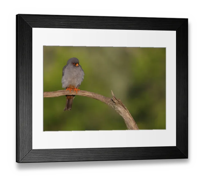 Framed Print : Red-footed Falcon, (Falco vespertinu)