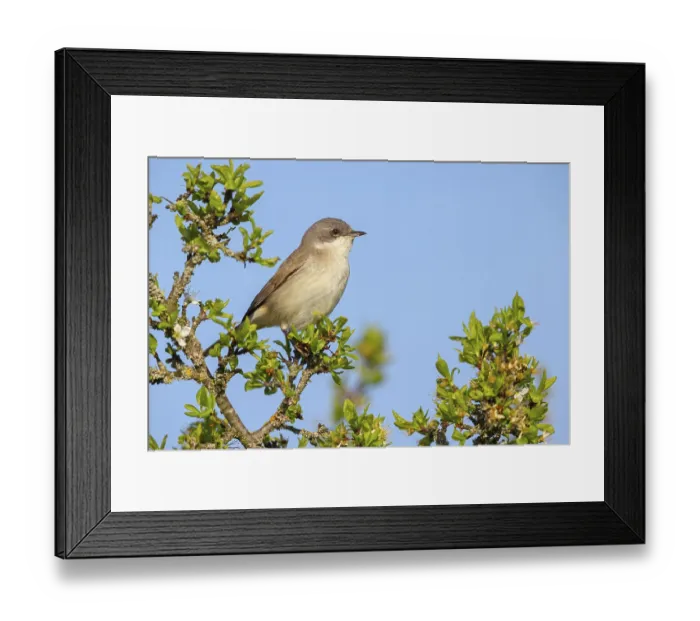 Framed Print : Lesser whitethroat (Sylvia curruca) Framed Print : Lesser whitethroat (Sylvia curruca)