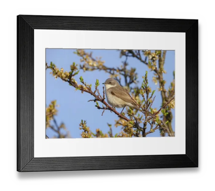 Framed Print : Lesser whitethroat (Sylvia curruca)