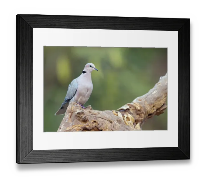 Framed Print : Red-crested Pigeon, (Streptopelia vinacea) Framed Print : Red-crested Pigeon, (Streptopelia vinacea)