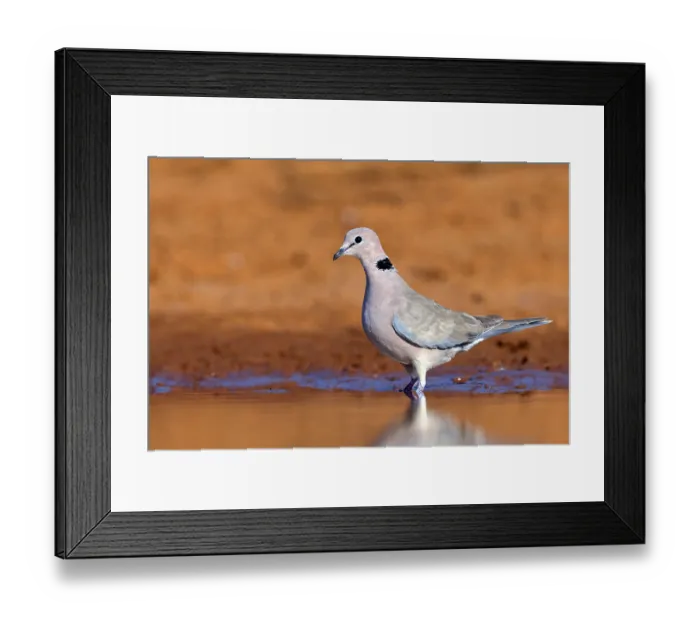 Framed Print : Red-crested Pigeon, (Streptopelia vinacea) Framed Print : Red-crested Pigeon, (Streptopelia vinacea)