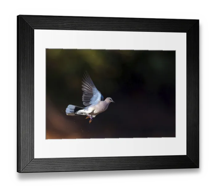 Framed Print : Red-crested Pigeon, (Streptopelia vinacea) Framed Print : Red-crested Pigeon, (Streptopelia vinacea)