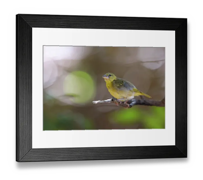 Framed Print : Village weaver, (Ploceus cucullatus)