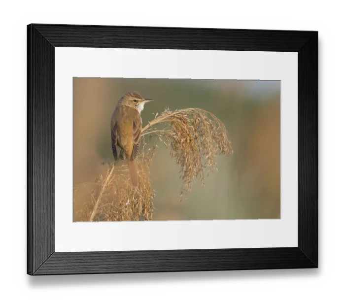 Framed Print : Reed warbler, (Acrocephalus arundinaceus) Framed Print : Reed warbler, (Acrocephalus arundinaceus)
