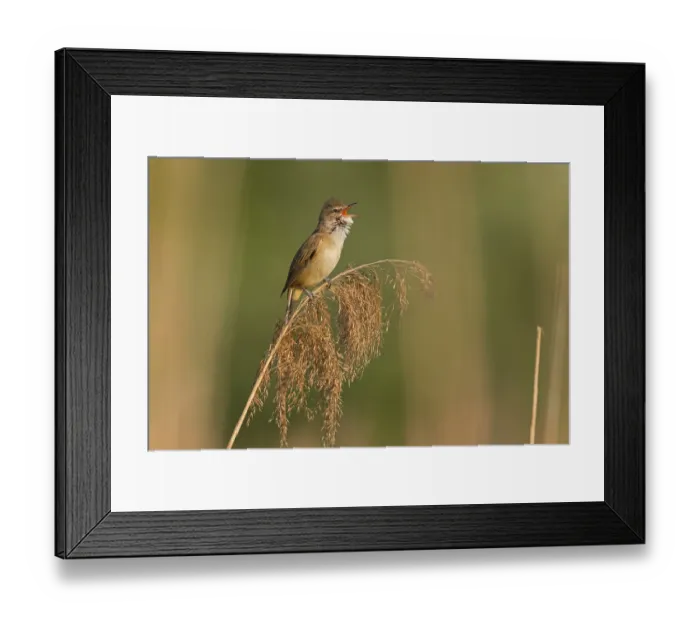 Framed Print : Reed warbler, (Acrocephalus arundinaceus) Framed Print : Reed warbler, (Acrocephalus arundinaceus)