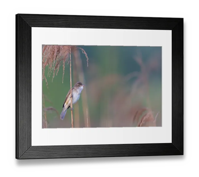 Framed Print : Reed warbler, (Acrocephalus arundinaceus) Framed Print : Reed warbler, (Acrocephalus arundinaceus)