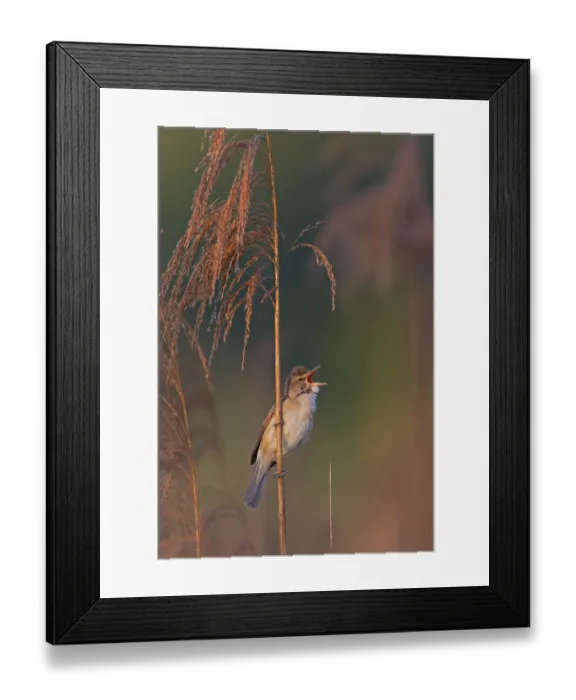 Framed Print : Reed warbler, (Acrocephalus arundinaceus) Framed Print : Reed warbler, (Acrocephalus arundinaceus)