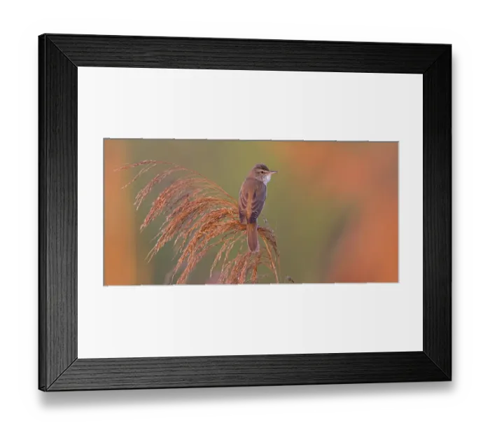 Framed Print : Reed warbler, (Acrocephalus arundinaceus)