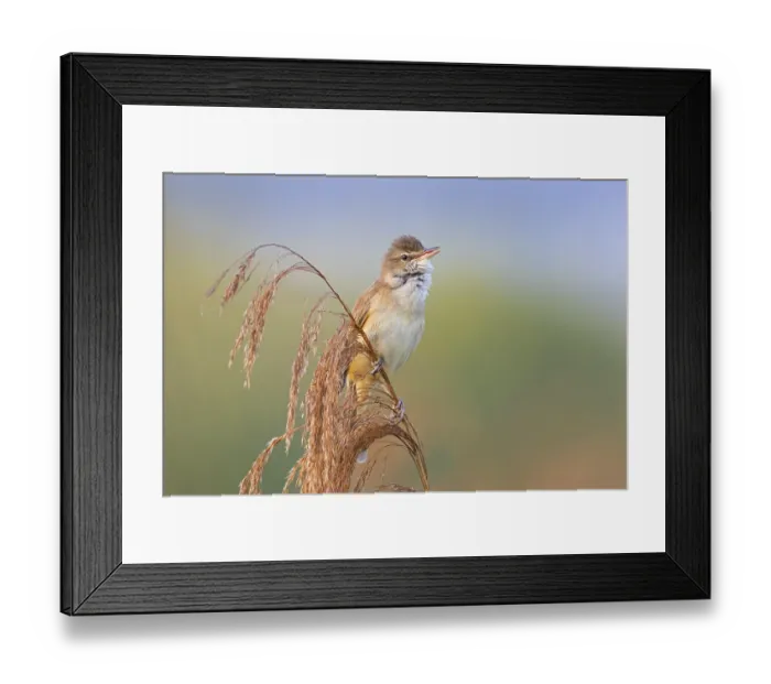 Framed Print : Reed warbler, (Acrocephalus arundinaceus) Framed Print : Reed warbler, (Acrocephalus arundinaceus)