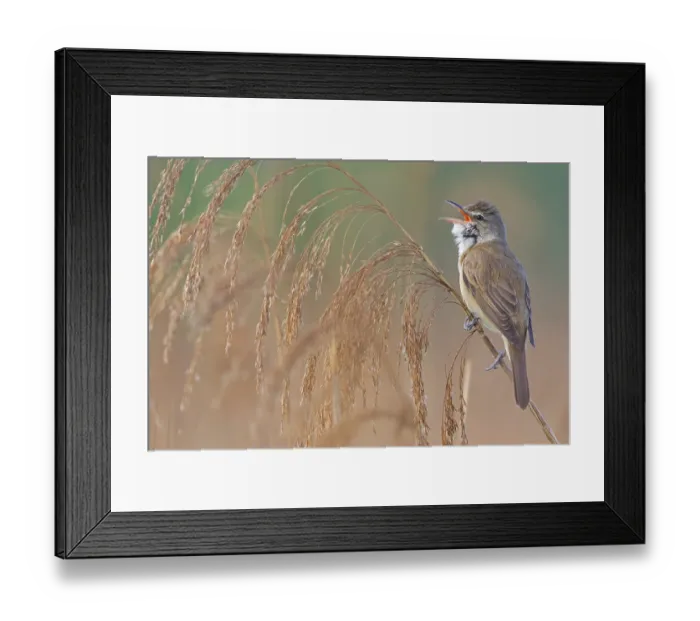 Framed Print : Reed warbler, (Acrocephalus arundinaceus)