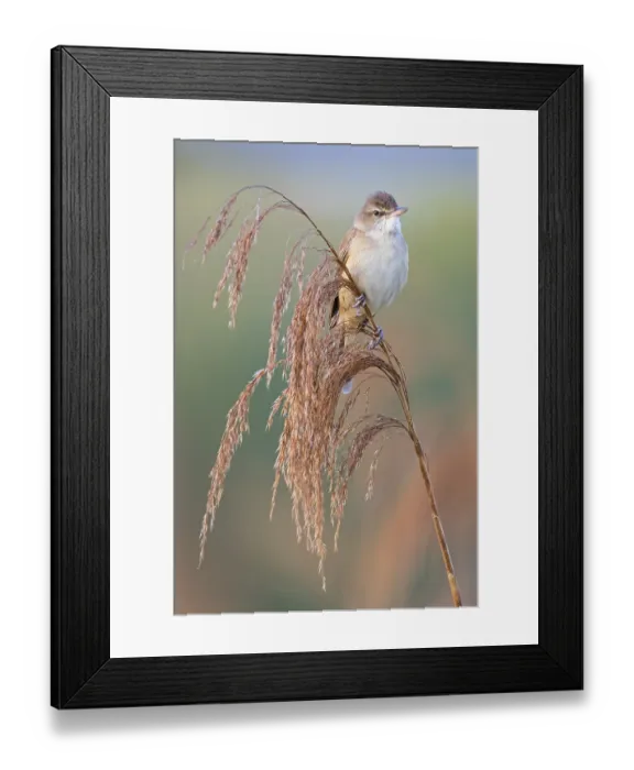 Framed Print : Reed warbler, (Acrocephalus arundinaceus)
