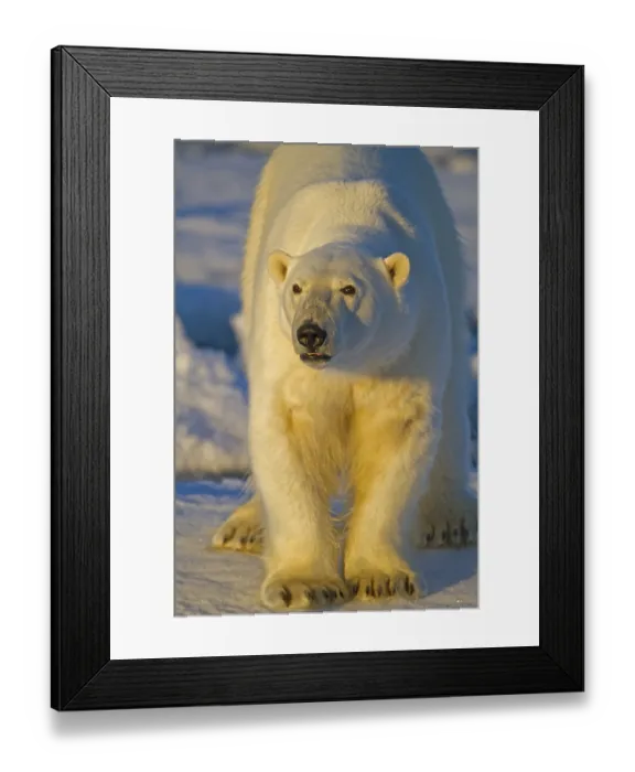 Framed Print : Polar bear, polar bear, (Thalarctos maritimuns)