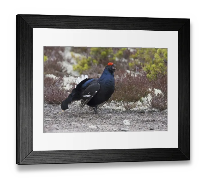 Framed Print : Black grouse, courtship behaviour