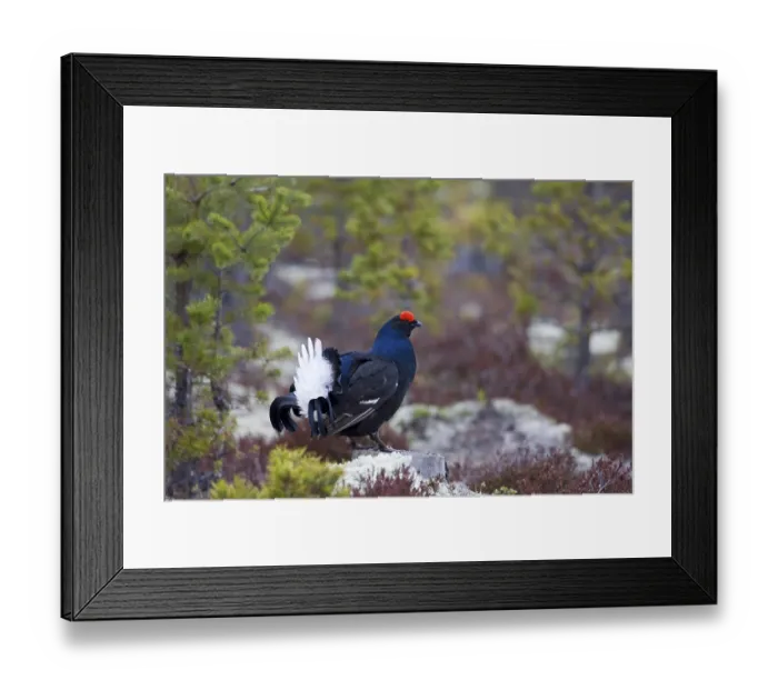 Framed Print : Black grouse, courtship behaviour