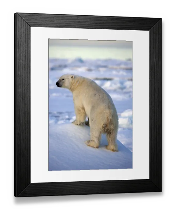 Framed Print : Polar bear, polar bear, (Thalarctos maritimuns)