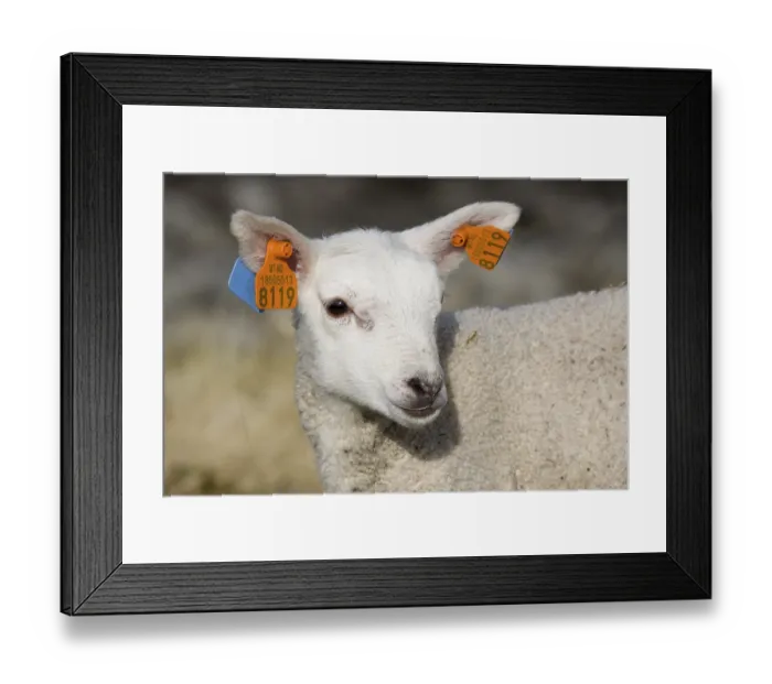 Framed Print : Sheep, domestic sheep, domesticated mouflon