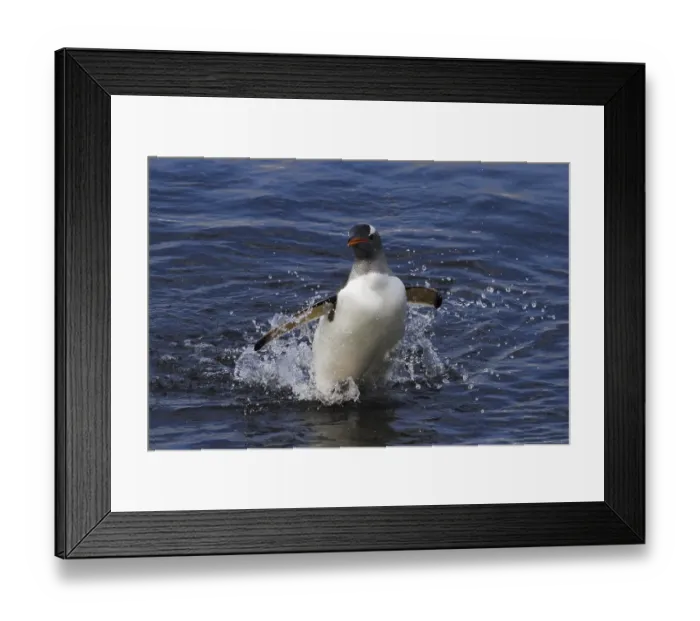 Framed Print : A gentoo penguin comes out of the Antarctic sea