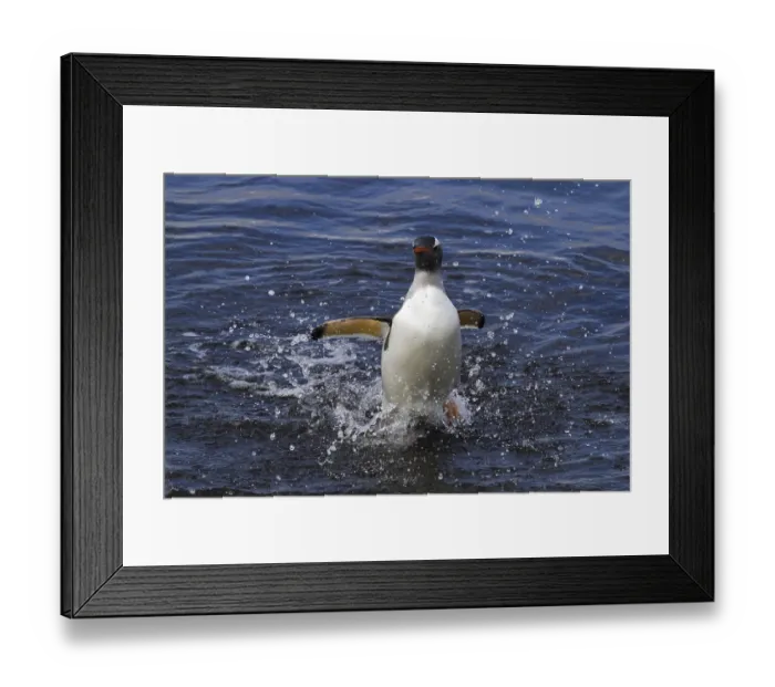 Framed Print : A gentoo penguin comes out of the Antarctic sea Framed Print : A gentoo penguin comes out of the Antarctic sea