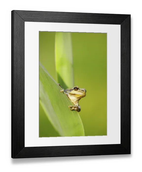 Framed Print : Mediterranean tree frog, frog, animals