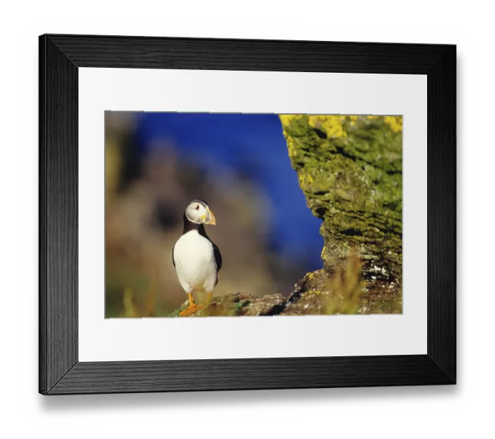 Framed Print : Puffin on cliff ledge, animals Framed Print : Puffin on cliff ledge, animals