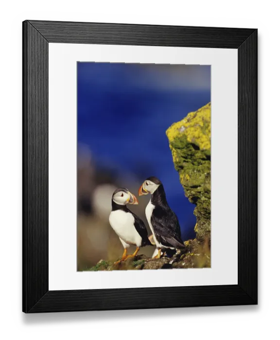 Framed Print : Two puffins on cliff ledge, puffins Framed Print : Two puffins on cliff ledge, puffins