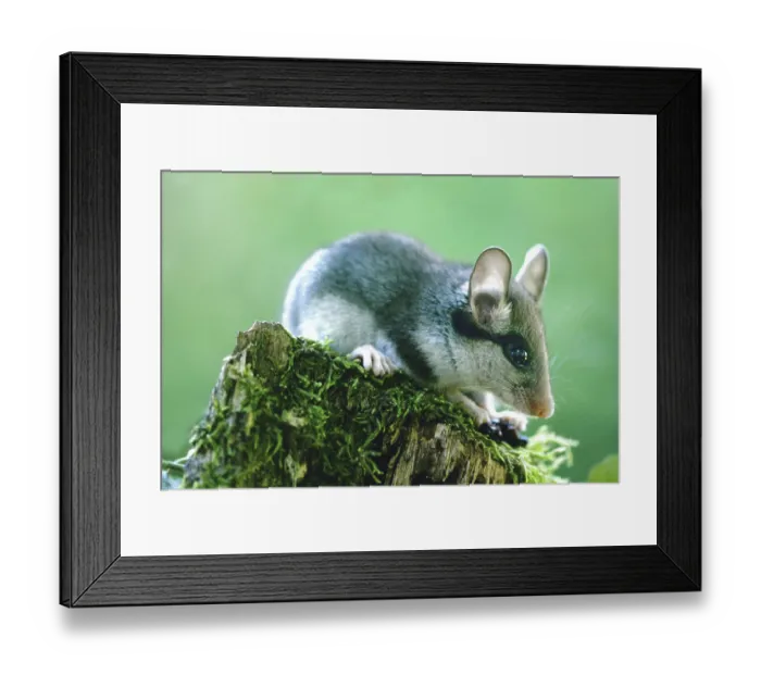 Framed Print : A garden dormouse climbing a branch