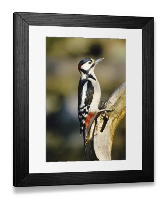 Framed Print : Great spotted woodpecker on perch Framed Print : Great spotted woodpecker on perch