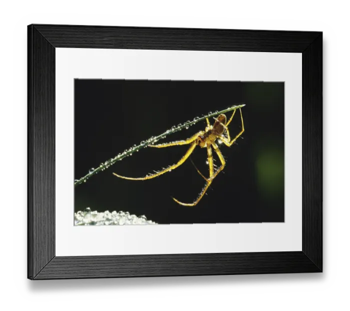 Framed Print : Autumn spider, real autumn spider