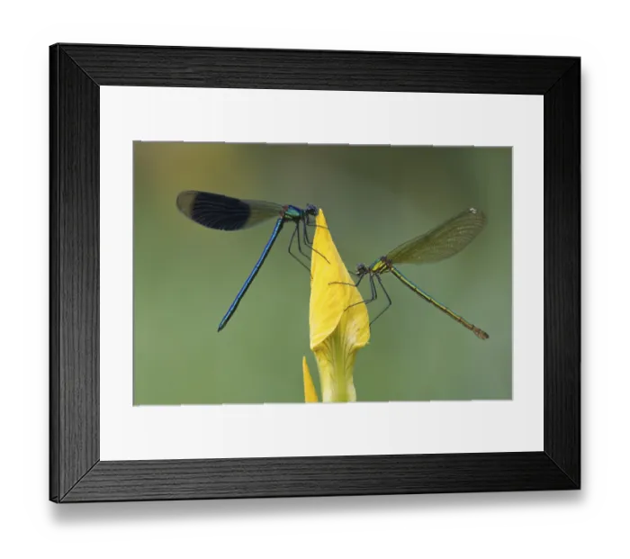 Framed Print : Male and female Banded demoiselle (Calopteryx splendens) Framed Print : Male and female Banded demoiselle (Calopteryx splendens)