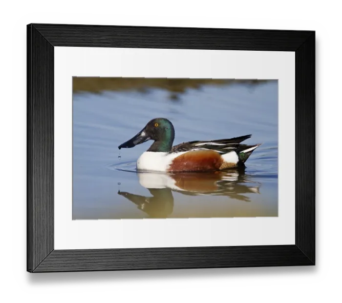 Framed Print : Male shoveler (Anas clypeata), animals