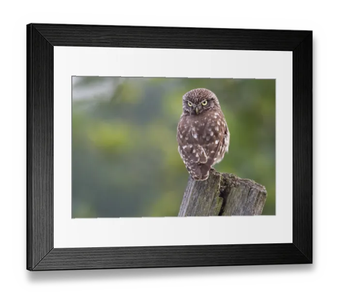 Framed Print : Little owl, (Athene noctua), animals