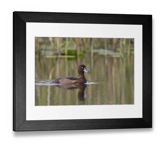 Framed Print : Female Tufted Duck, (Aythya fulugia)