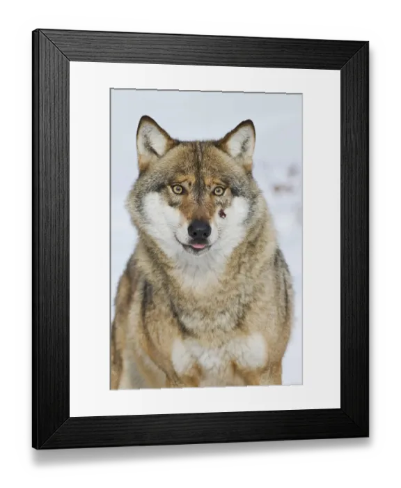 Framed Print : European gray wolf, (Canis lupus) Framed Print : European gray wolf, (Canis lupus)