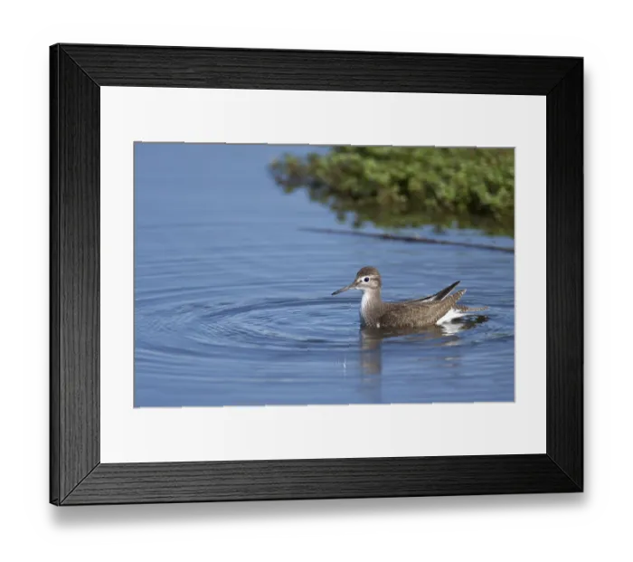 Framed Print : Bathing sandpiper (Actitis hypoleucos)