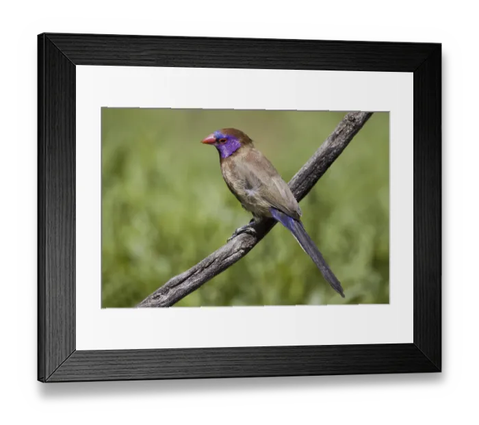 Framed Print : Granatastrild, Astrild, (Uraeginthus granatina)