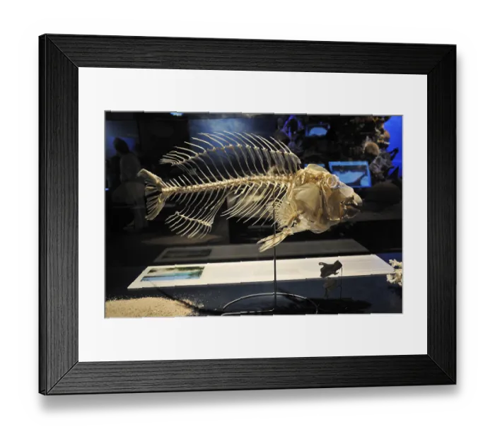Framed Print : Parrotfish (Scarus ghobban) skeleton