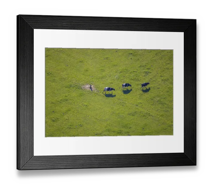 Framed Print : Aerial view, Three cows on a pasture Framed Print : Aerial view, Three cows on a pasture