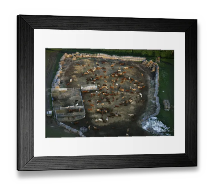 Framed Print : Aerial view, herd of cattle near Robel an der Muritz