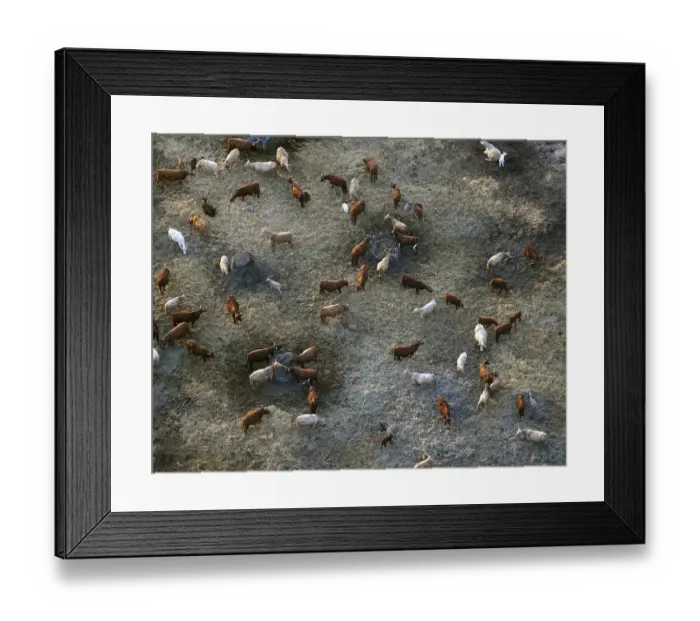 Framed Print : Aerial view, herd of cattle near Robel an der Muritz