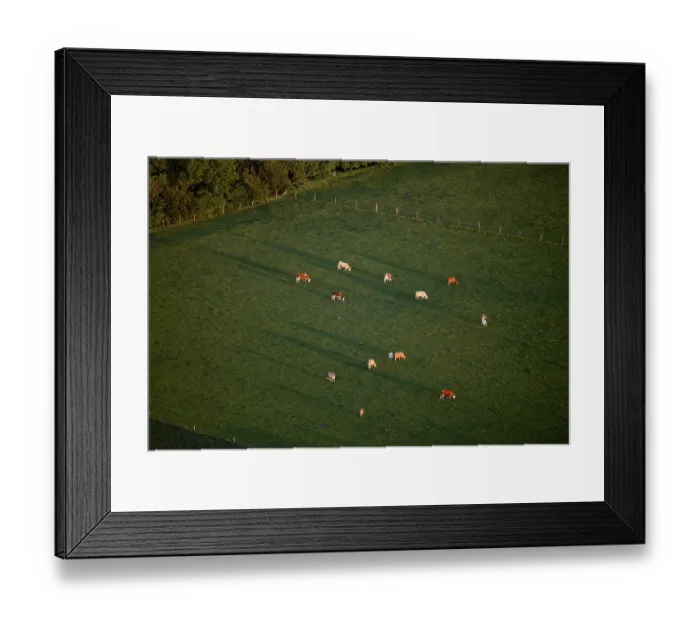Framed Print : Aerial view, cattle herd near Robel Framed Print : Aerial view, cattle herd near Robel