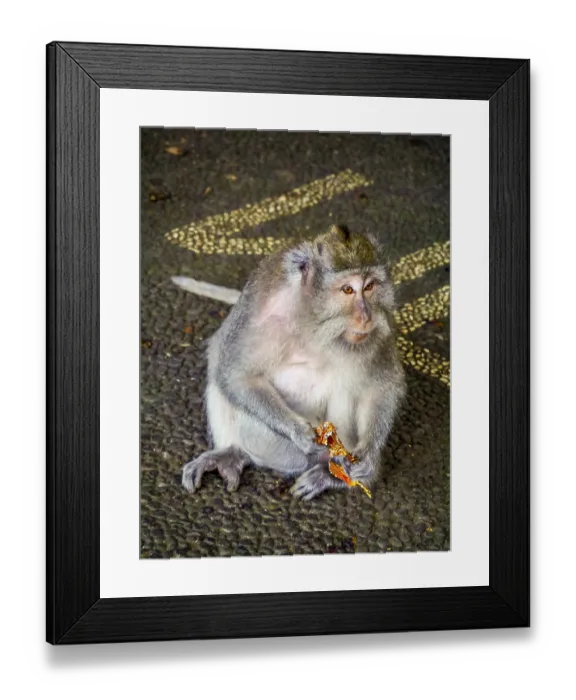 Framed Print : Long-tailed macaque (Macaca fascicularis) with a flower Framed Print : Long-tailed macaque (Macaca fascicularis) with a flower