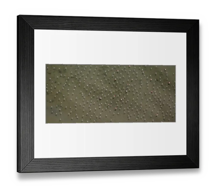 Framed Print : Camargue, Flocks of flamingos over the low water of the Camargue